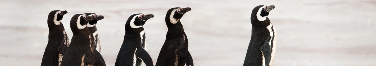 Leadership photo for detail page, showing walking penguins with the front one ahead of the others